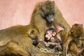 Guinea baboon (Papio papio) family with a new born youngster, captive, Bavaria, Germany