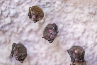 Lesser mouse-eared myotis (Myotis blythii) bats hanging on a wall, Bavaria, Germany