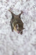 Lesser mouse-eared myotis (Myotis blythii) bat hanging on a wall, Bavaria, Germany