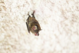 Lesser mouse-eared myotis (Myotis blythii) bat hanging on a wall, Bavaria, Germany
