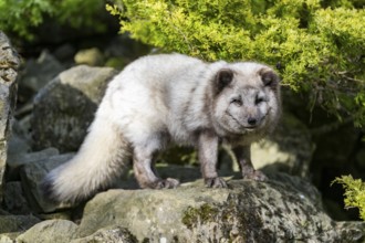 Arctic fox (Vulpes lagopus) standing on a rock, Bavaria, Germany