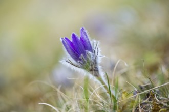 Pasque flower (Pulsatilla vulgaris), blooming, sunset, Bavaria, Germany