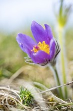 Pasque flower (Pulsatilla vulgaris), blooming, sunset, Bavaria, Germany