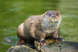 Eurasian otter (Lutra lutra) on a tree trunk in the water of a little lake, Bavaria, Germany