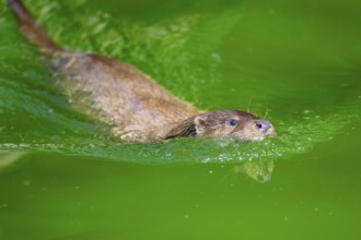 Eurasian otter (Lutra lutra) swimming in the water of a little lake, Bavaria, Germany