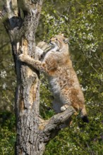 Eurasian lynx (Lynx lynx) climbing on a tree, jumping, Bavaria, Germany