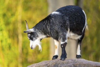 Domestic goat (Capra hircus) standing on a rock, Bavaria, Germany