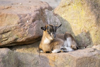 Domestic goat (Capra hircus) youngster on a rock, Bavaria, Germany
