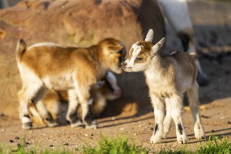 Domestic goat (Capra hircus) youngsters on the ground, Bavaria, Germany