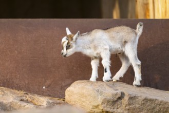 Domestic goat (Capra hircus) youngster standing on a rock, Bavaria, Germany