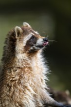Common raccoon (Procyon lotor), portrait, Bavaria, Germany