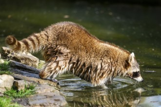 Common raccoon (Procyon lotor) on the watershore, Bavaria, Germany