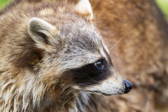 Common raccoon (Procyon lotor), portrait, Bavaria, Germany