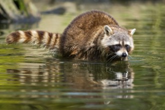 Common raccoon (Procyon lotor) in the water of a little lake, Bavaria, Germany
