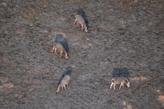 Steppe zebras (Equus quagga) grazing in arid landscape, aerial view, Okavango Delta, Botswana