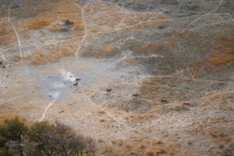 Steppe zebras (Equus quagga) rolling in dust, savanna landscape with yellow grass, aerial view,