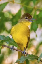 Yellow-bellied Greenbul (Chlorocichla flaviventris), Yellow-bellied Greenbul, Zambezi Region,