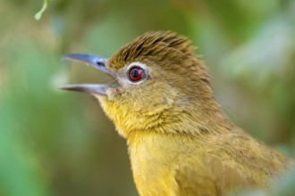 Yellow-bellied Greenbul (Chlorocichla flaviventris), Yellow-bellied Greenbul, Zambezi Region,