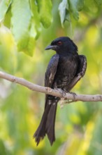 Fork-tailed drongo (Dicrurus adsimilis), Zambezi Region, Caprivi Strip, Namibia