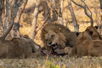 Lion pack with kill, maned lion (Panthera Leo) eats buffalo, savanna, Moremi Game Reserve, Botswana