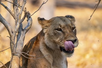 Female, Lion (Panthera Leo), Moremi Game Reserve, Botswana