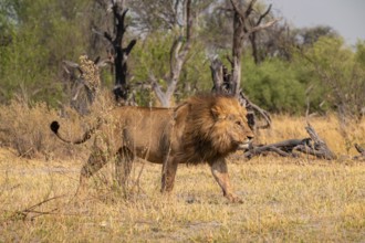 Maned lion, lion (Panthera Leo) runs to the side, savanna, Moremi Game Reserve, Botswana