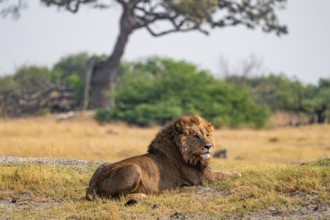 Maned lion, lion (Panthera leo) lies in the savanna, Moremi Game Reserve, Botswana