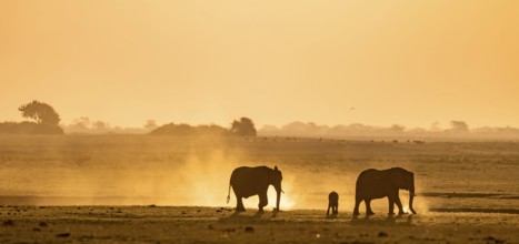 African elephant (Loxodonta africana), silhouette, sunset, atmospheric light, Ihaha, Chobe National