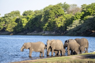 African elephant (Loxodonta africana) drinking in Chobe River, Ihaha, Chobe National Park National
