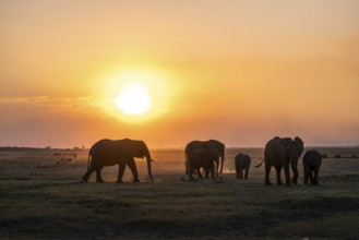 Herd, African Elephant (Loxodonta africana), Silhouette, Sunset, Ambient Light, Ihaha, Chobe