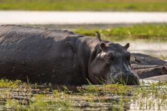 Hippopotamus (Hippopatamus amphibius), Okavango Delta, Moremi Game Reserve, Botswana