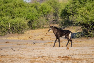 Sable, black antelope, black antelope (Hippotragus niger), Caprivi strip, Namibia