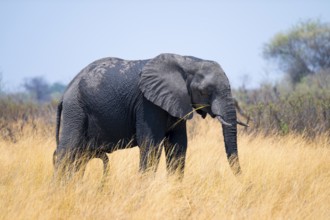 African elephant (Loxodonta africana) in dry savanna, Bwabwata National Park, Caprivi Strip,