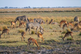 Impalas and steppe zebras (Equus quagga), atmospheric lighting, Ihaha, Chobe National Park National