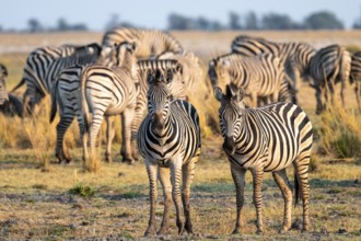 Herd of Steppe Zebras (Equus quagga), Ambient Light, Ihaha, Chobe National Park National Park,