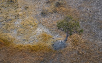 Species tree in the savanna, landscape, aerial view of the Okavango Delta, near Maun, Okavango