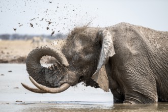 Male, African elephant (Loxodonta africana), mud bath at waterhole, Nxai Pan National Park,