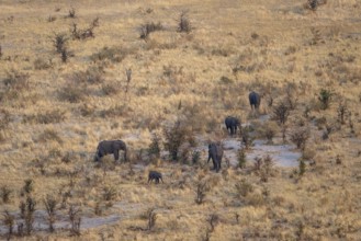 African elephant (Loxodonta africana) in dry savanna, aerial view, Okavango Delta, Botswana