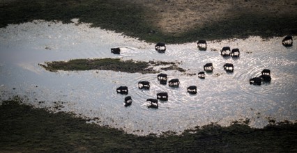 Kaffir buffalo (Syncerus caffer caffer), flock drinking in the river, aerial view, Okavango Delta,