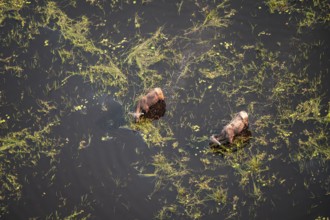 Kaffir buffalo (Syncerus caffer caffer), Two animals drinking in the river, aerial view, Okavango