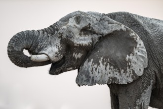 Animal Portrait, Dramatic African Elephant (Loxodonta africana), at a waterhole, Nxai Pan National