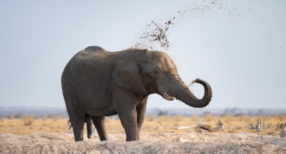 Male, African elephant (Loxodonta africana), mud bath at waterhole, Nxai Pan National Park,