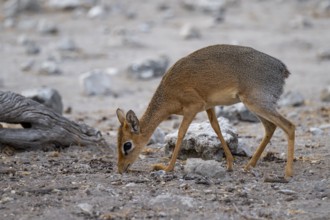 Kirk's Dik-dik (Madoqua kirkii), adult animal in the undergrowth, Etosha National Park, Namibia