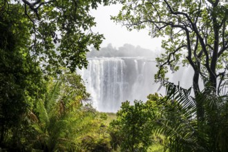 Water plunges into the depths, Victoria Falls with jungle and green plants, Zambezi, Zimbabwe