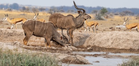 Big Kudu (Tragelaphus strepsiceros), flock drinking at waterhole, Nxai Pan National Park, Botswana