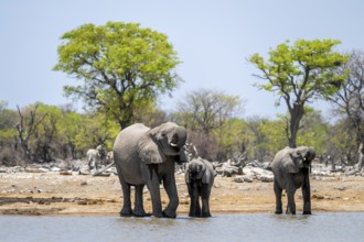 African elephant (Loxodonta africana) drinking at a watering hole, Etosha National Park, Namibia