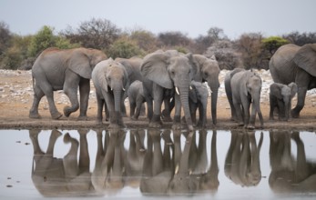 Herd of animals, animal family, African elephant (Loxodonta africana), drinking at a waterhole,
