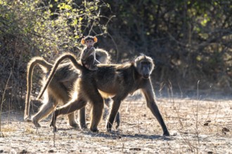 Chacma baboons (Papio ursinus) adults and young animals foraging, Ihaha, Chobe National Park