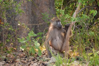 Chacma baboons (Papio ursinus) adults and young animals foraging, Third Bridge, Okavango Delta,