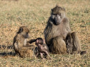 Young animal playing with mother, bear baboons (Papio ursinus), Ihaha, Chobe National Park National